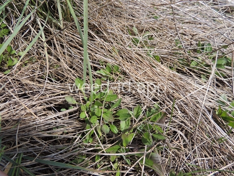 pepperweed, field